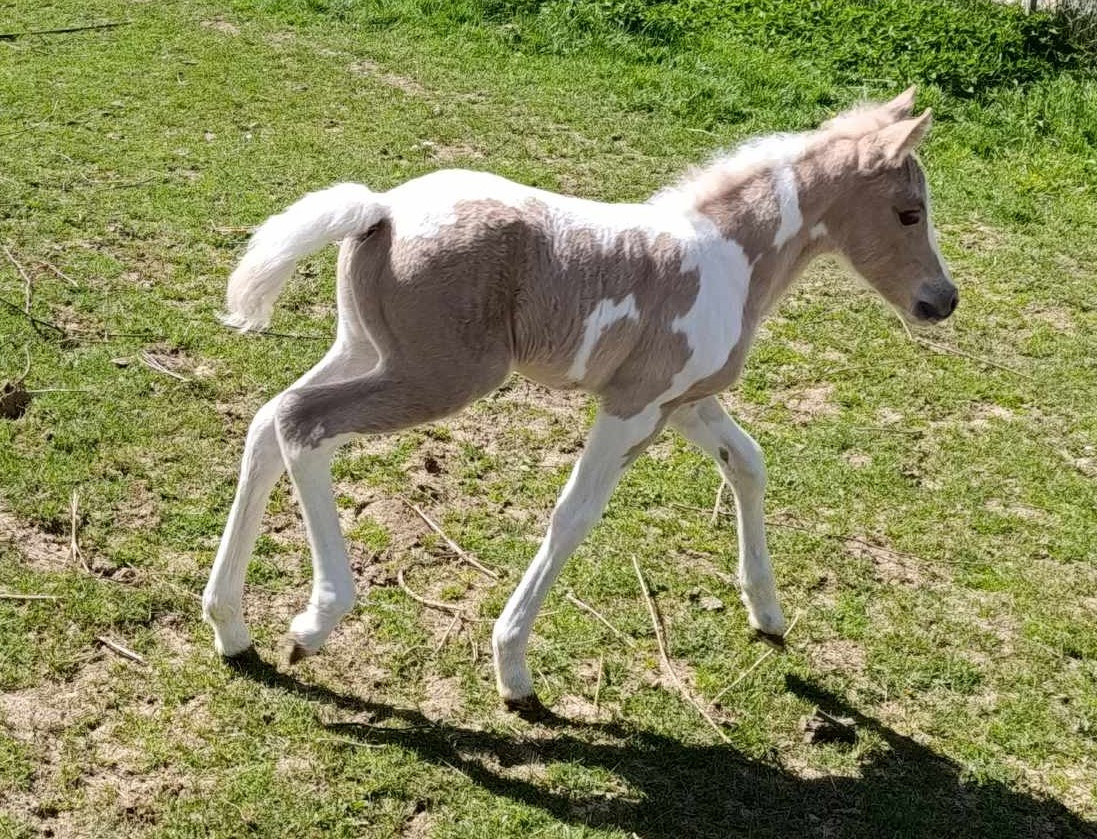 letošní kobylka pony