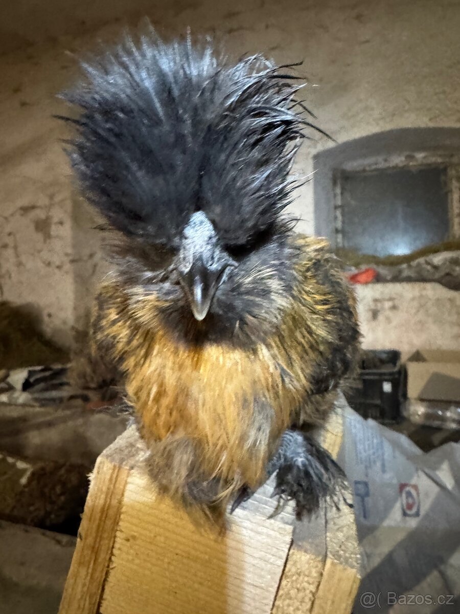 Hedvabnička velká vousatá