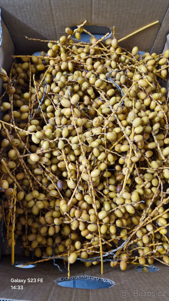 Palmové ořechy plody