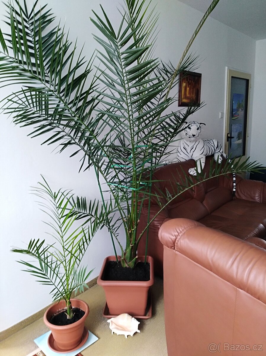 PALMA KANÁRSKÁ- PHOENIX CANARIENSIS
