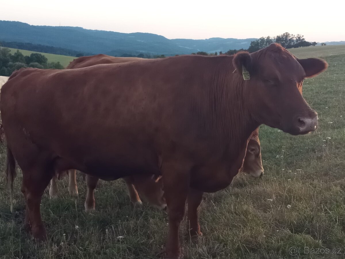 Krávy
