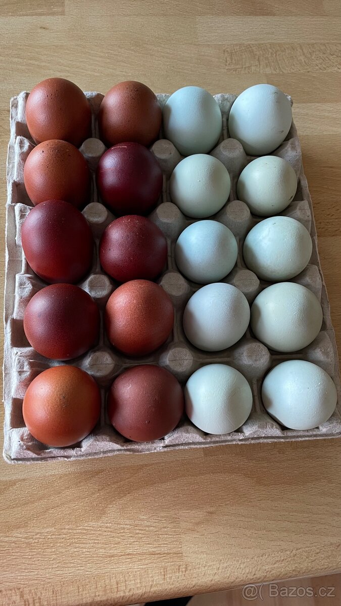 Legbar cream násadová vejce / modrá vejce.