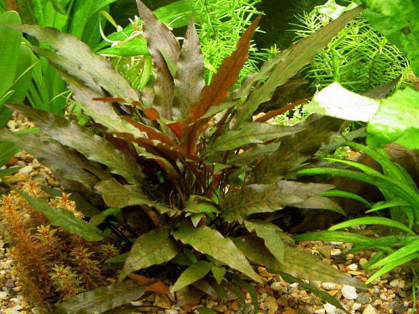 Cryptocoryne wendtii Brown