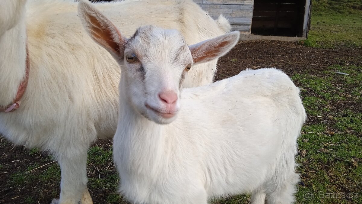 Geneticky bezrohý kozlík po alpském kozlovi