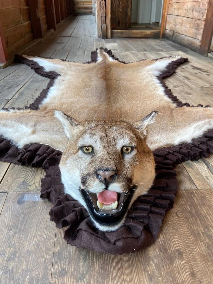 Pravá kůže z pumy