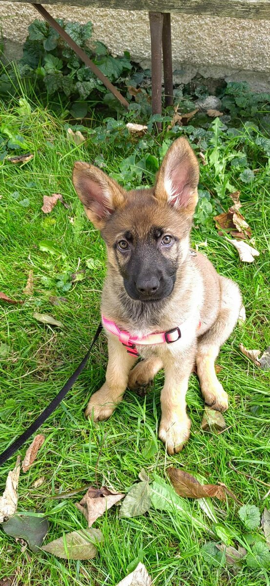 Štěně německého ovčáka