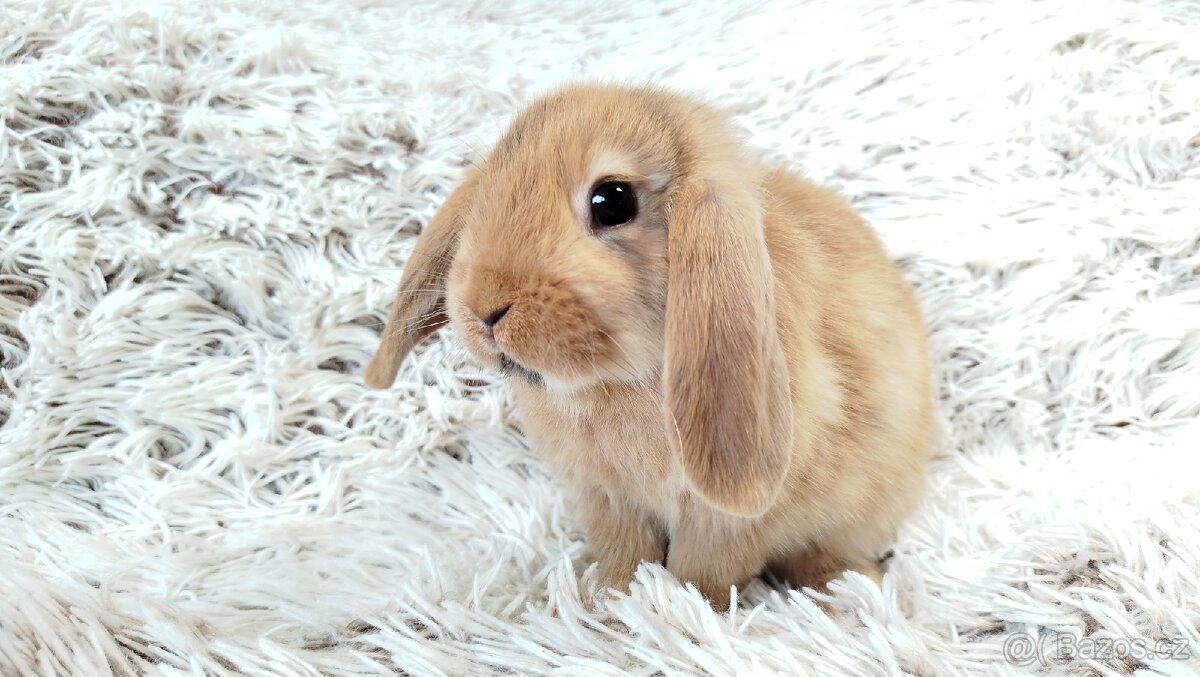 Zakrslý beránek, králíček, králík - JAYDEN