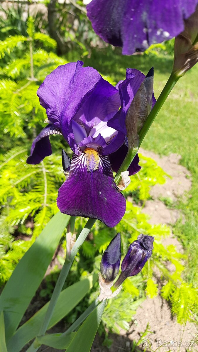 Tmavě fialový kosatec