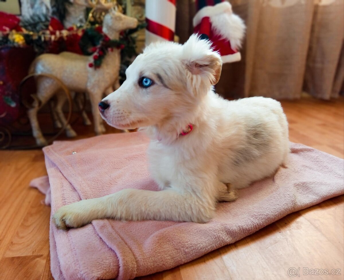 AUSTRALSKÝ OVČÁK ŠTĚŇÁTKO