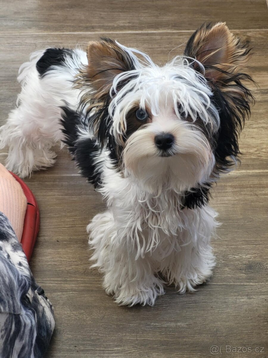 Jorkšírský teriér biewer