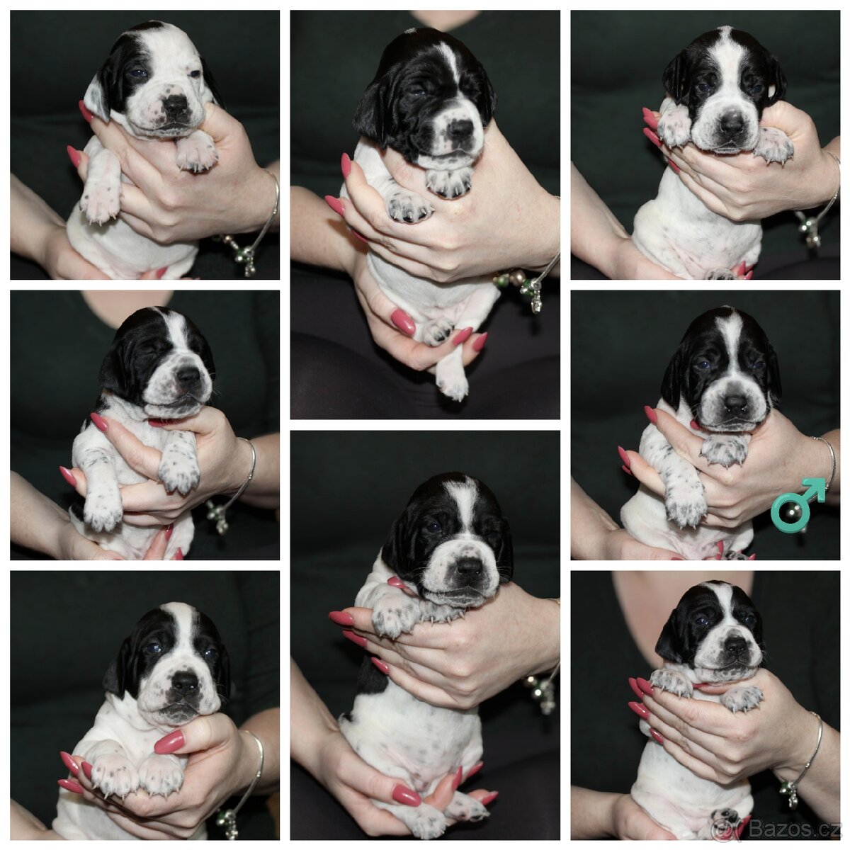 Štěňata anglický pointer