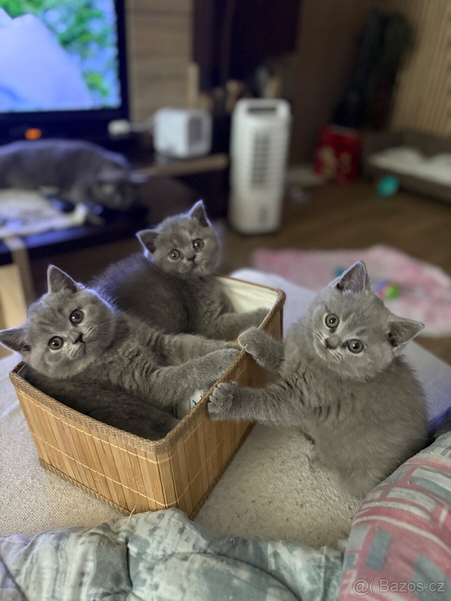 Britská koťata