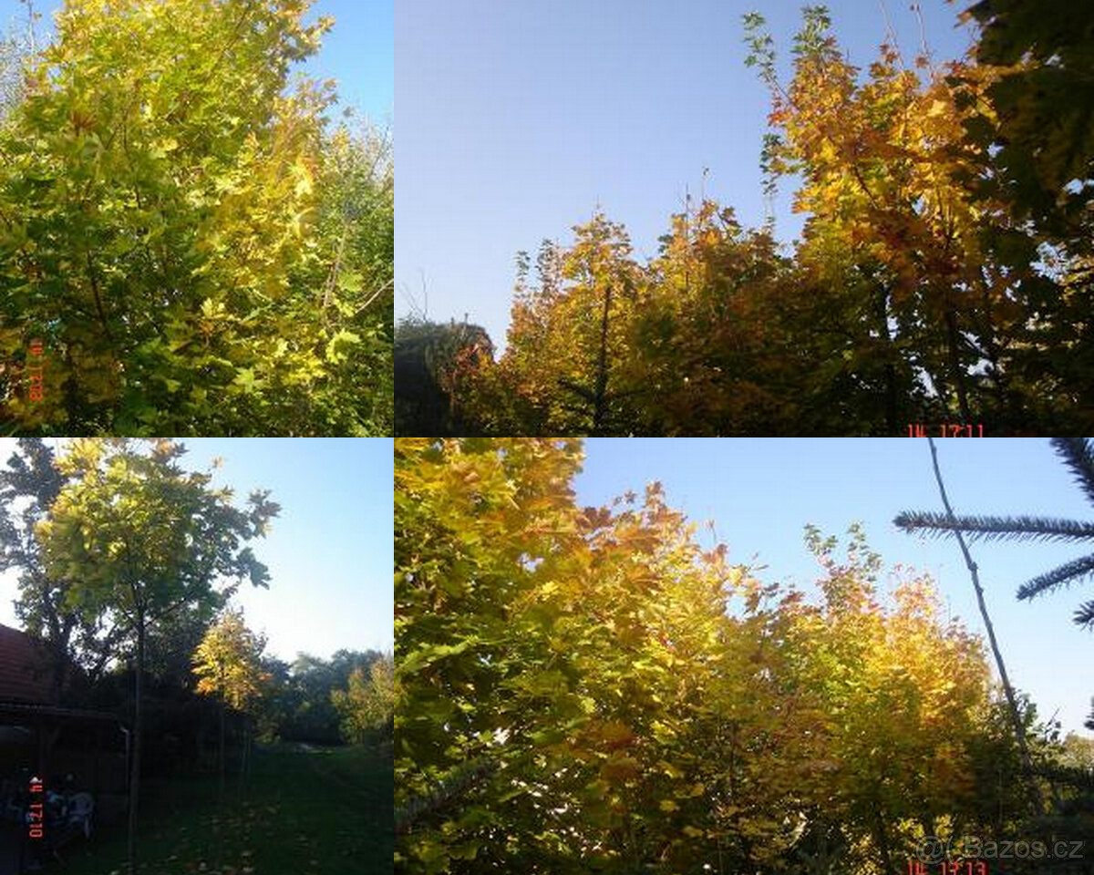 Sazenice javorů nejenom do zahrad parků ale i do lesů