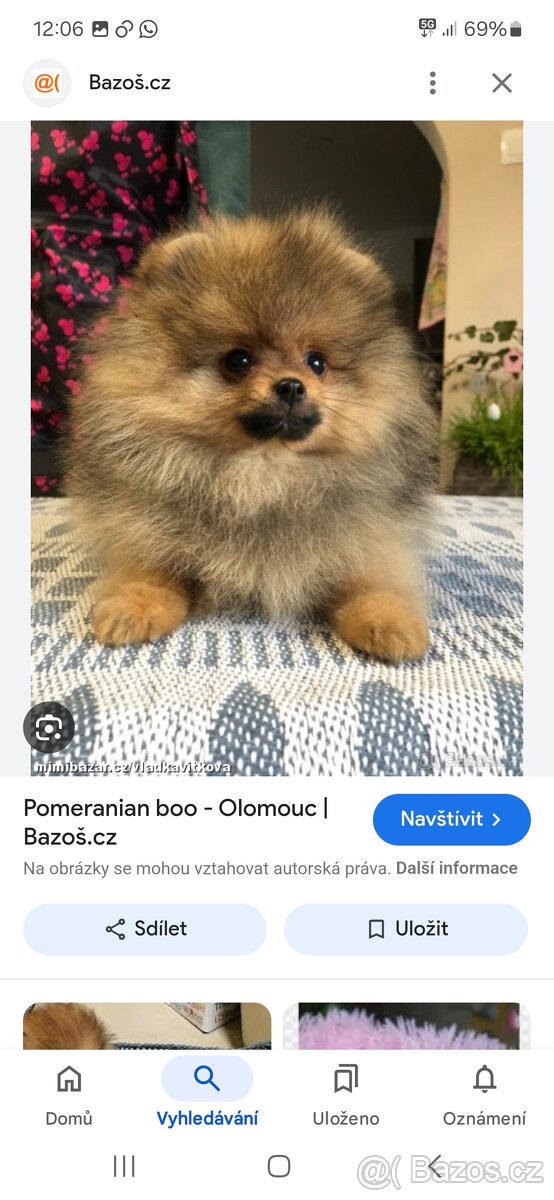 Pomeranian