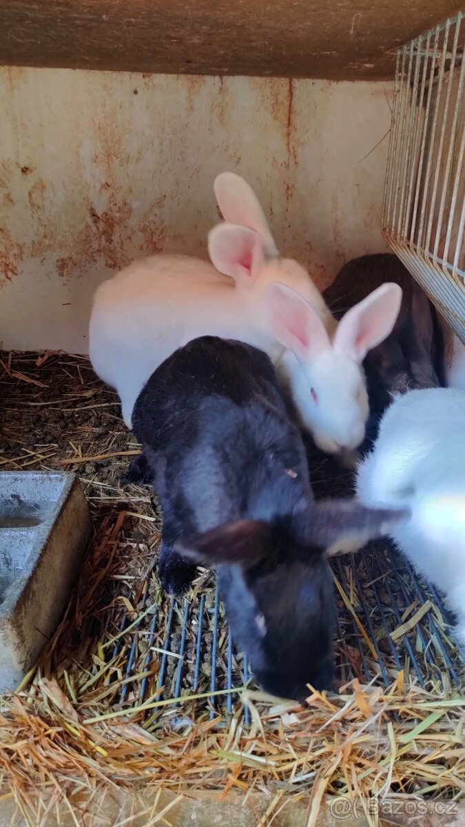 Prodám králíky na chov nebo zabití - samice