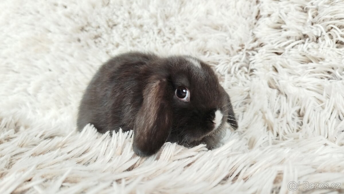 Zakrslý beránek, králíček, králík - DAN
