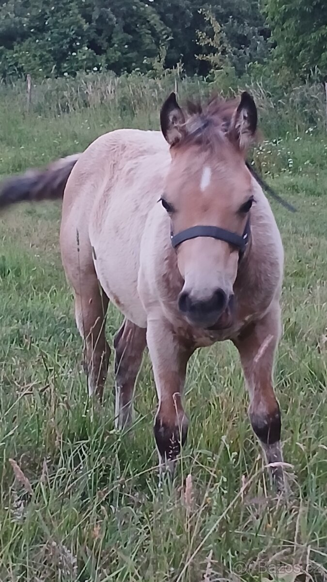 Nabízím QH klisnu a QH hrebecka s PP