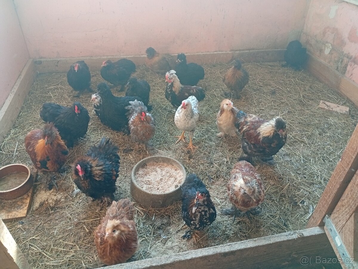 Kočinka, wyandotka, Hedvábnicka
