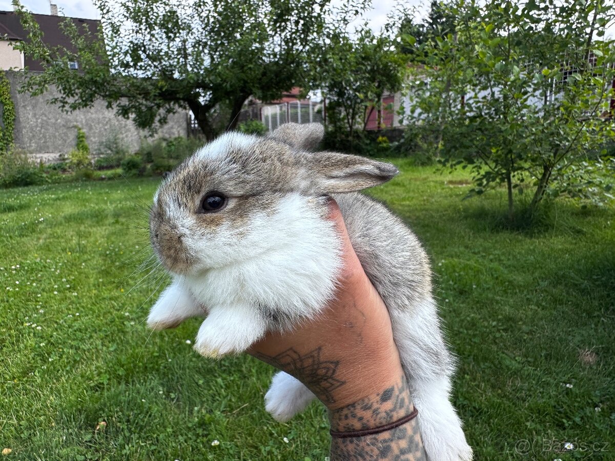 Zakrslý králíčci