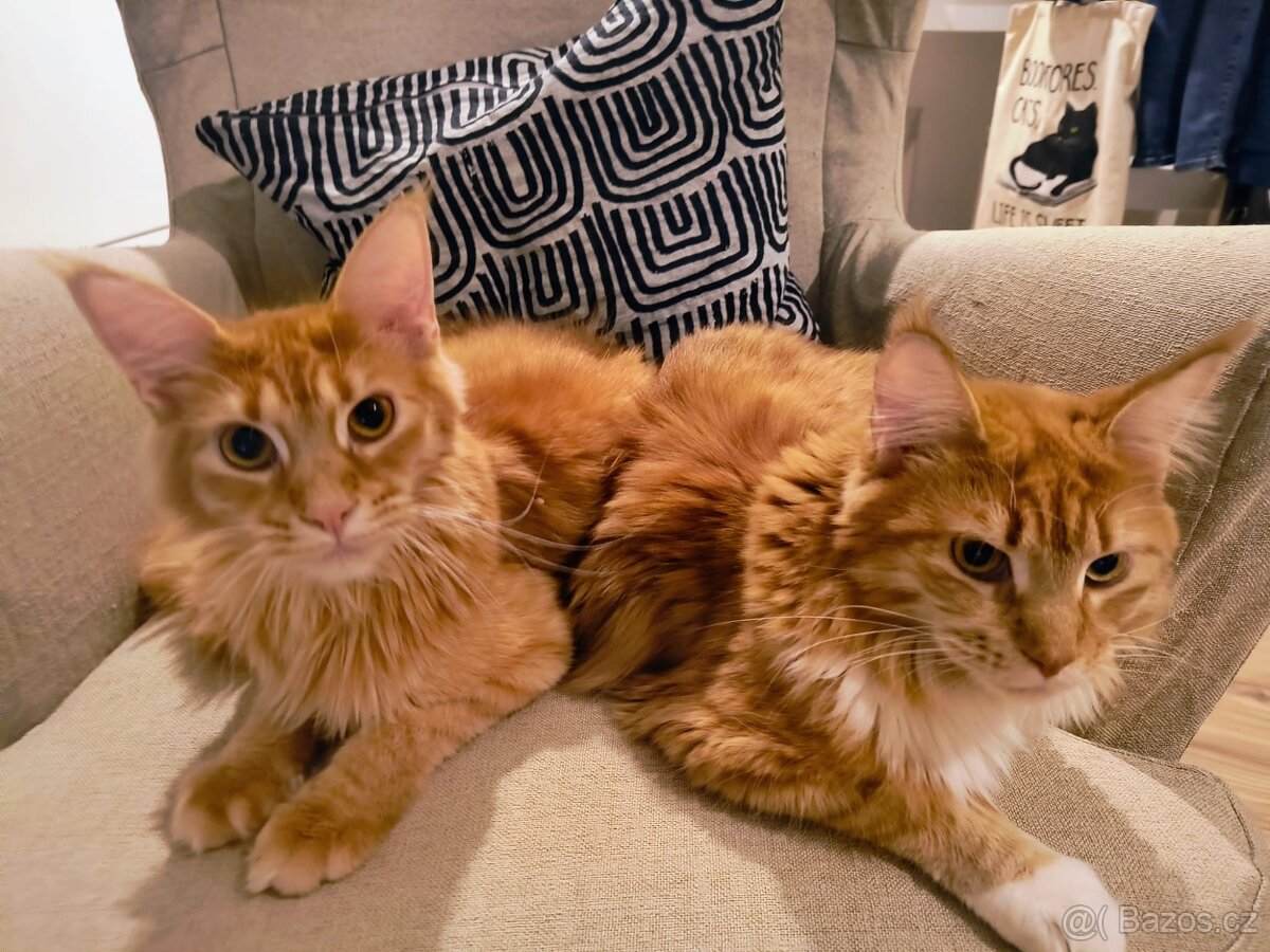 Mainské mývalí kočky s PP