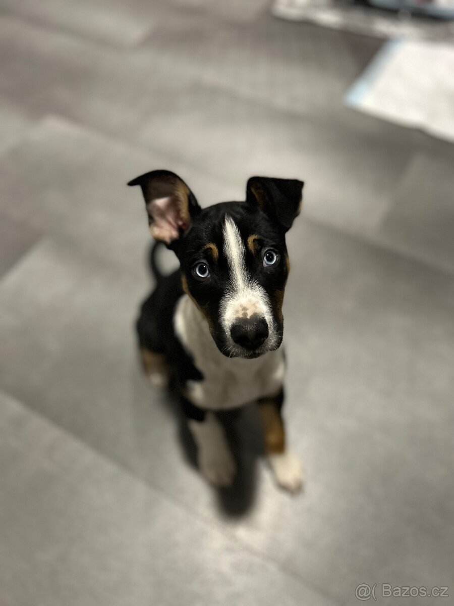 Štěně do dobrého domova