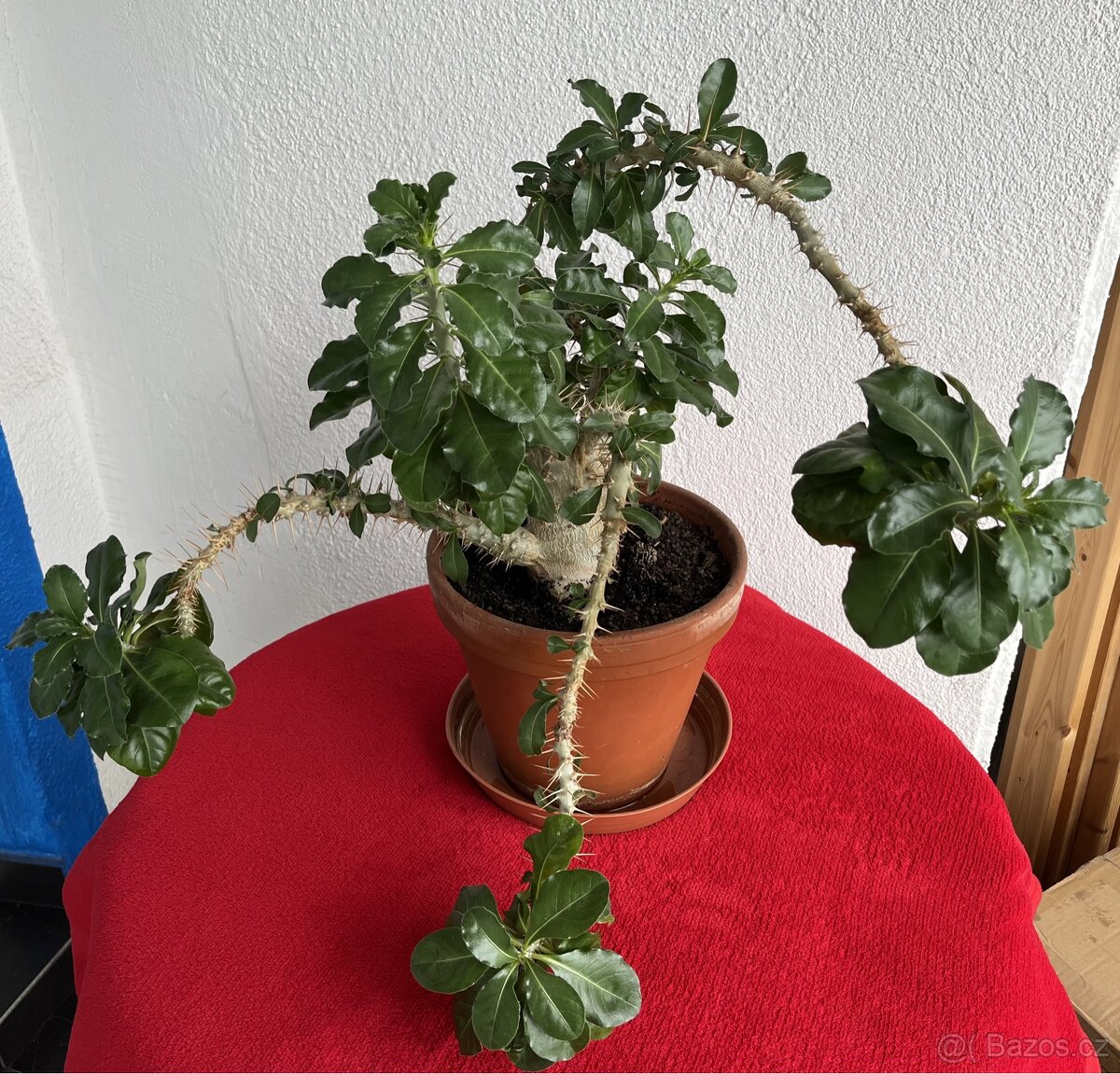 Prodám Pachypodium Saundersii