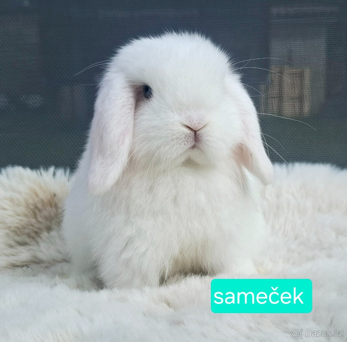 ❤️ luxusní minilop králíčci ❤️