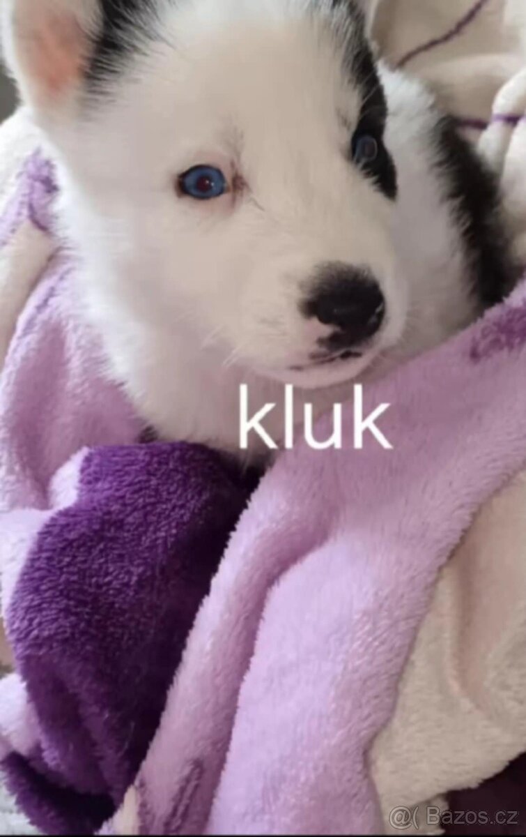 Húsky stěně