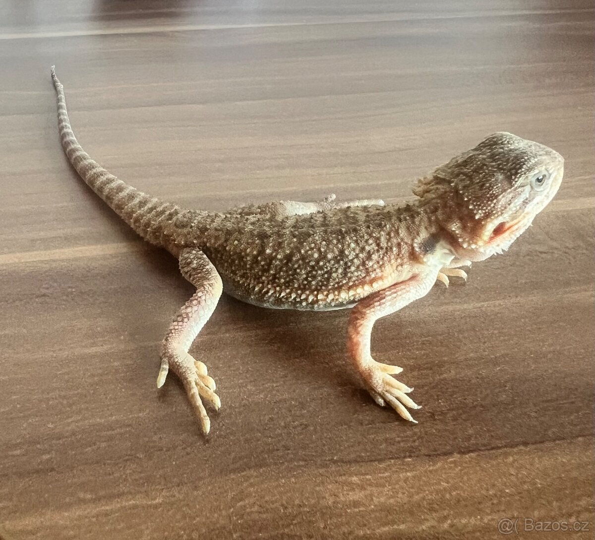Agama vousata