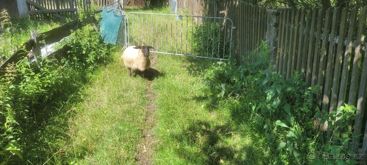 Ovce Suffolk