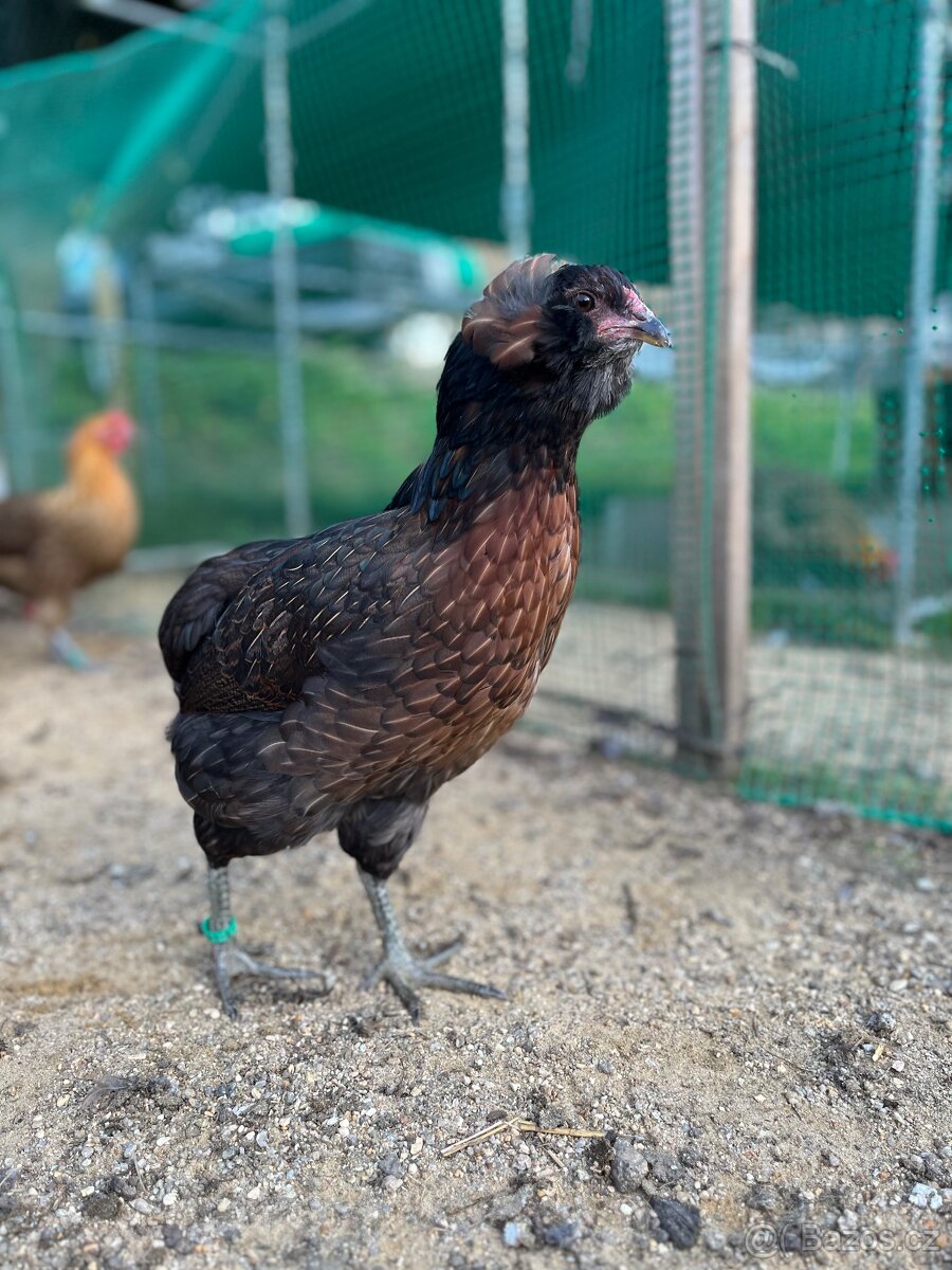 Násadová vejce araukana