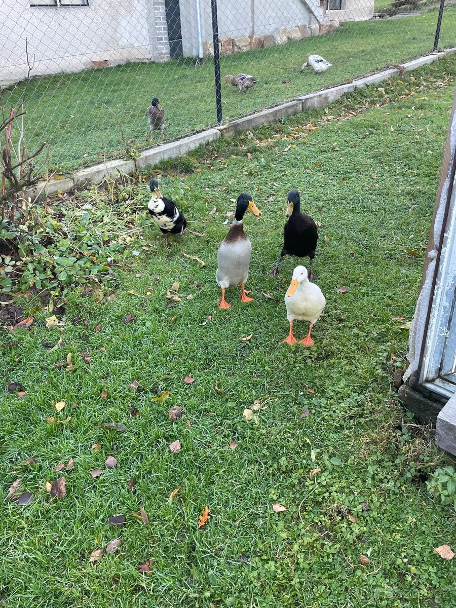 Indický Běžec-Český stavák