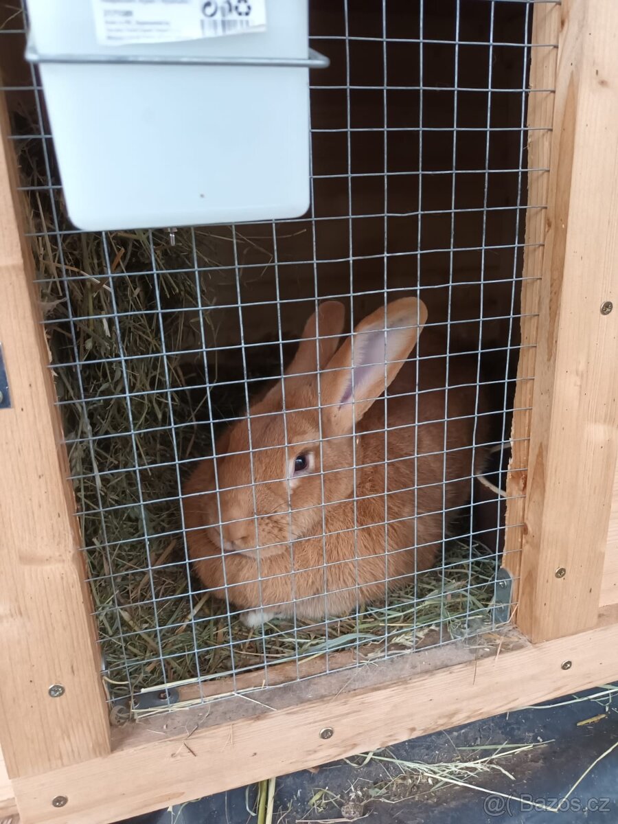 Burgundsky králík Mosty u Jablunkova