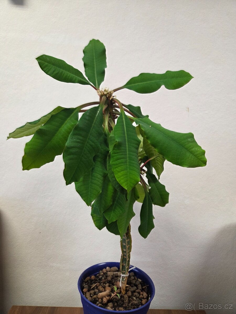 Prystec pokojova rostlina