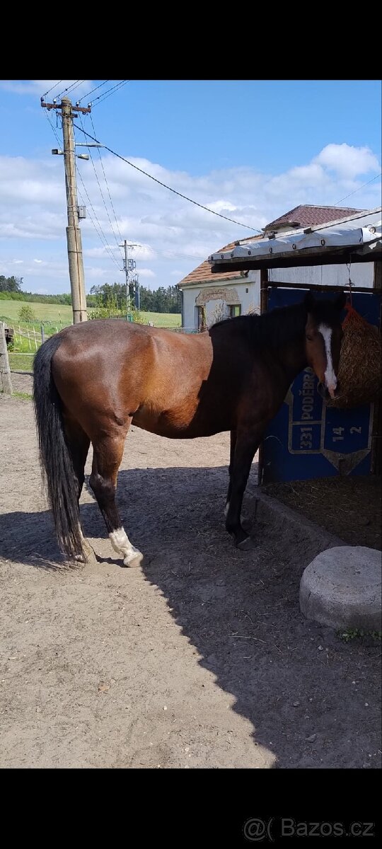 "Darujeme" koně ( rezervace)