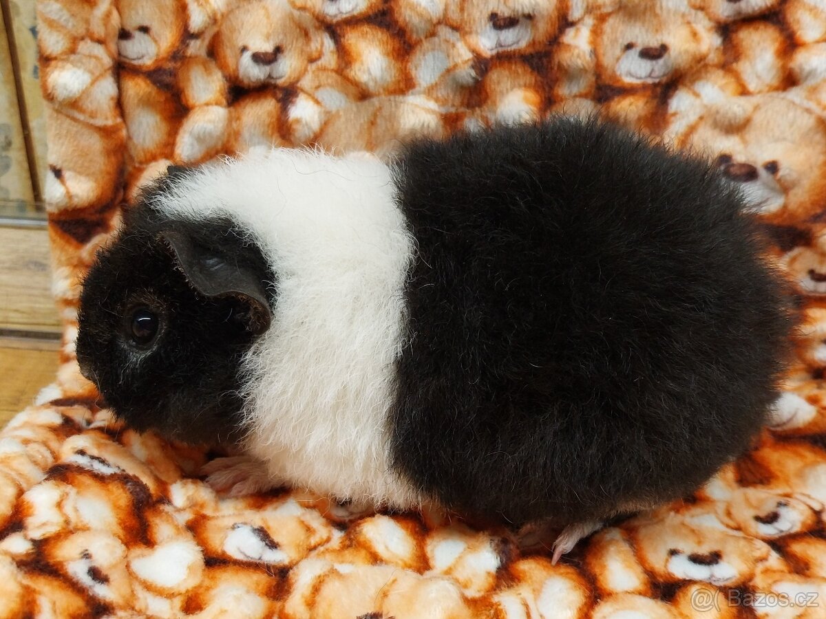 Morče, morčátko, US - Teddy s PP