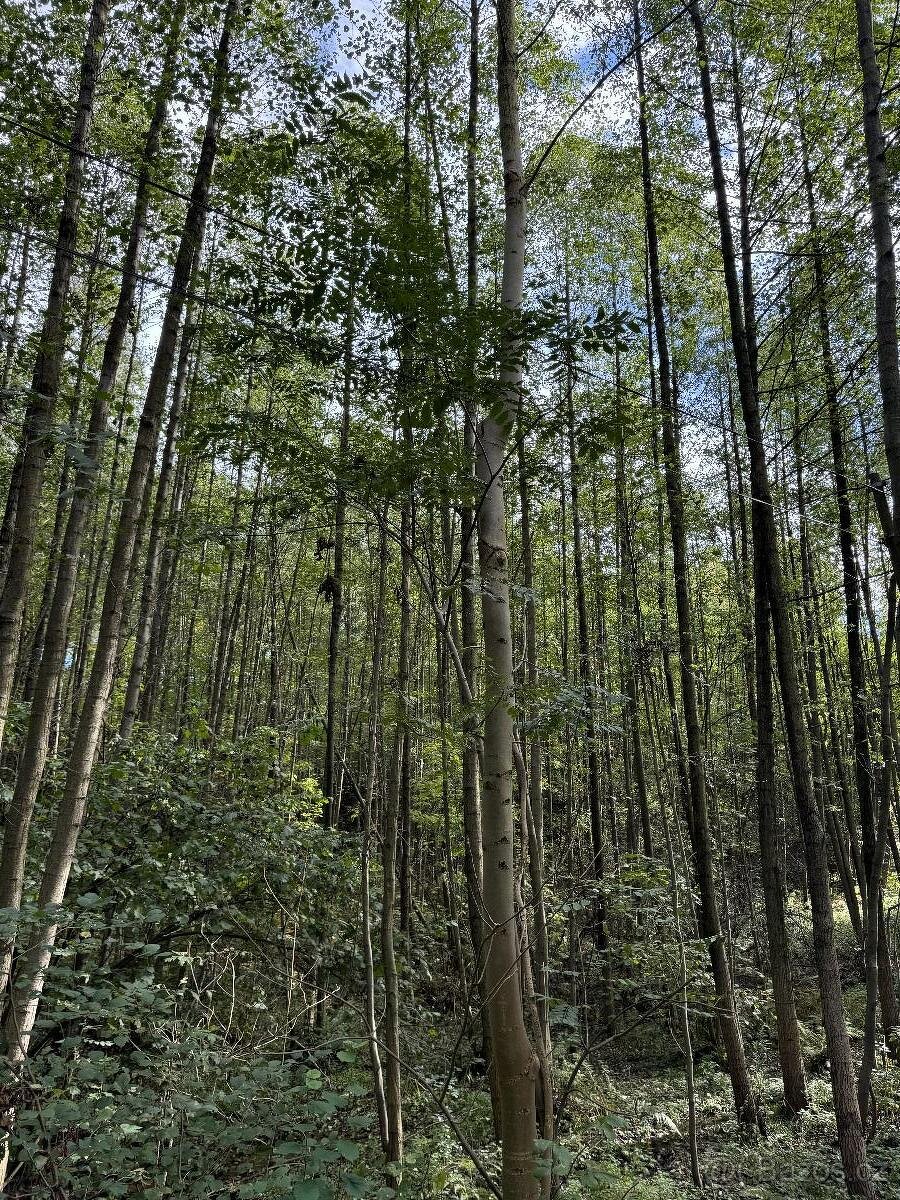 Prodám lesní pozemek v k.ú. Záblatí u Bohumína, p.č. 901/5