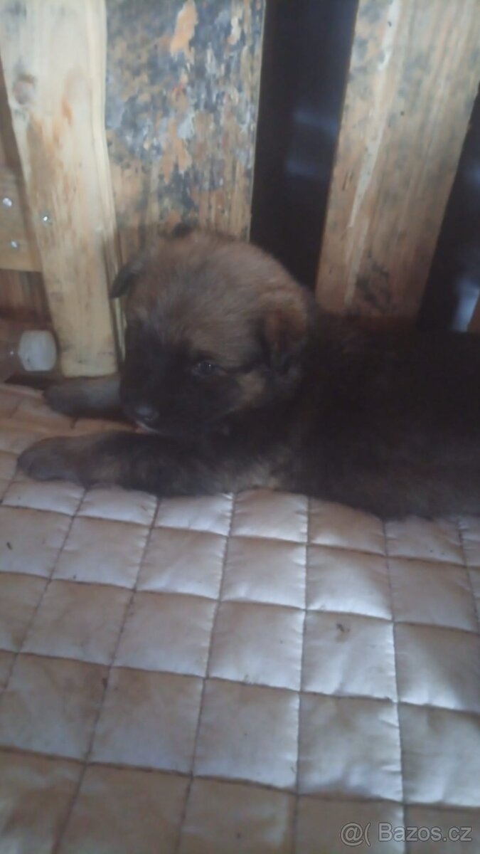 Štěňata