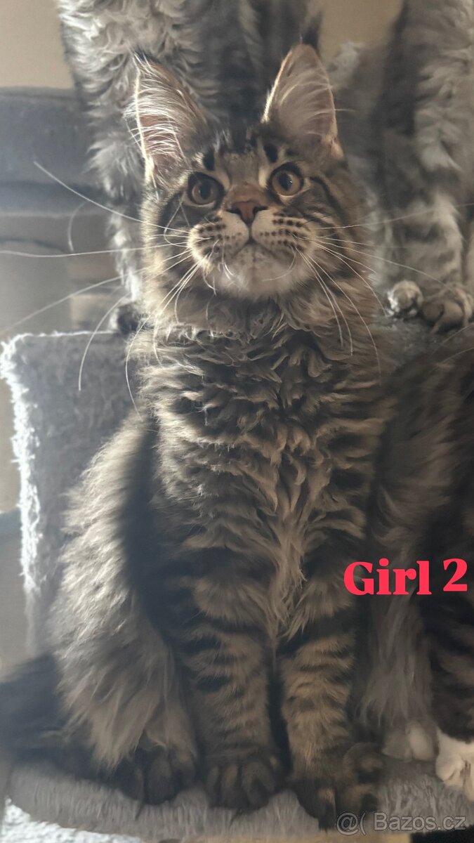 Mainská mývalí koťata s PP