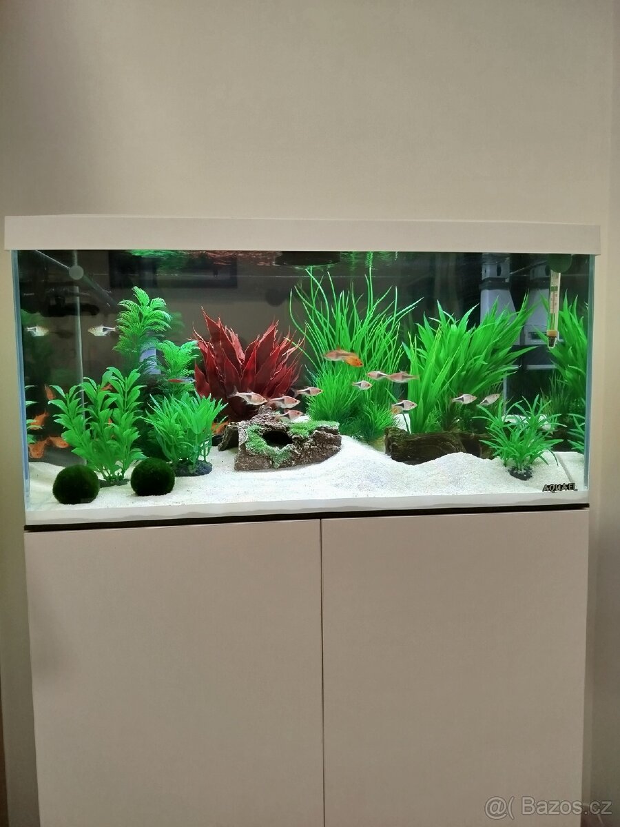 Prodám hromadu akvarijních kytek