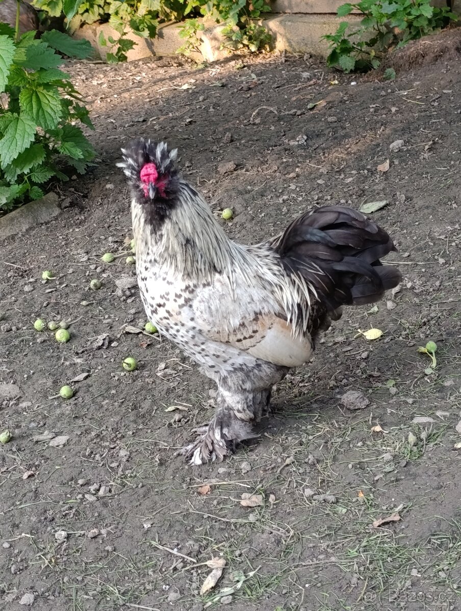 Kohouti