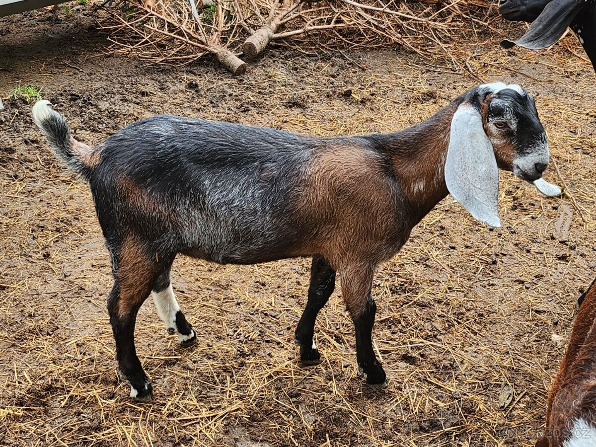 Dotační AN kozlík- Geralt