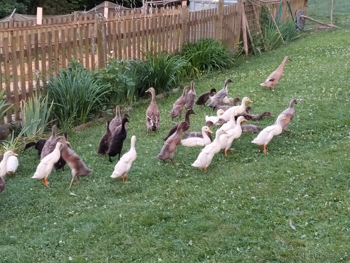 Indický běžec