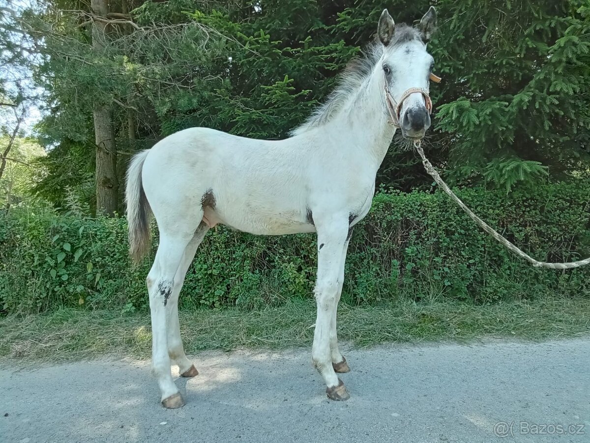 Letošní hřebeček Appaloosa FPD 100%