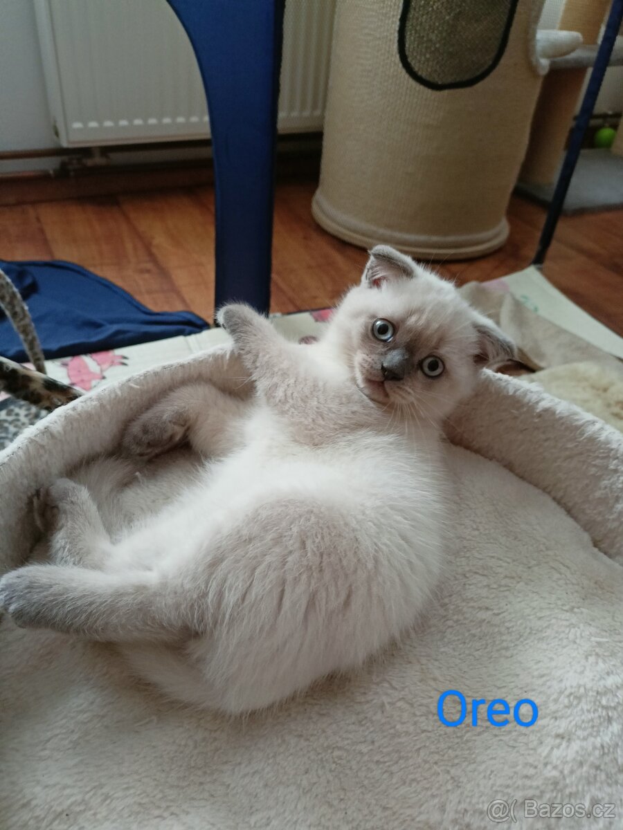 Skotská klapouchá koťátka