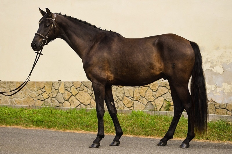 Tříletý drezurní valach