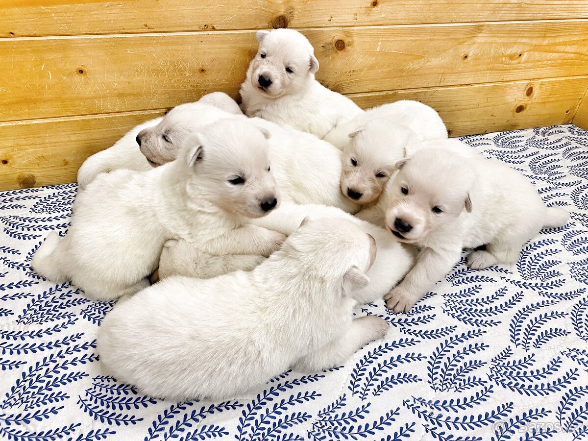 Bílý švýcarský ovčák s PP-štěně