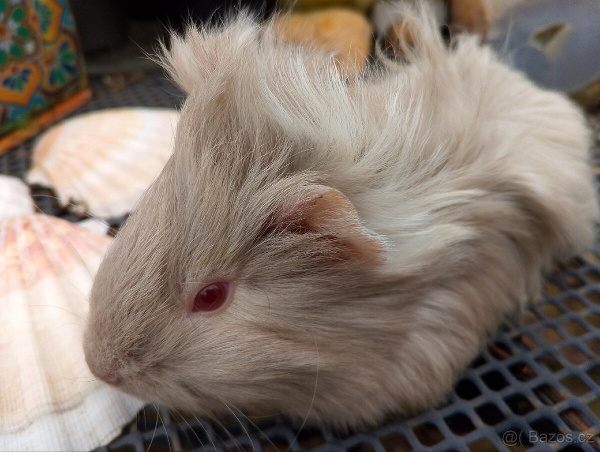 Morčátko holčička