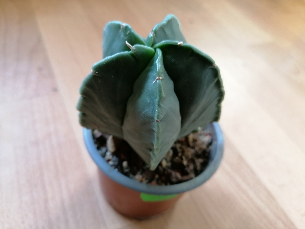 Krásný beztrnný kaktus Astrophytum Myriostigma Nudum