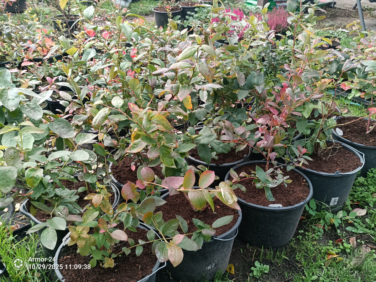 Borůvky kanadské v 12 litrovém květníku